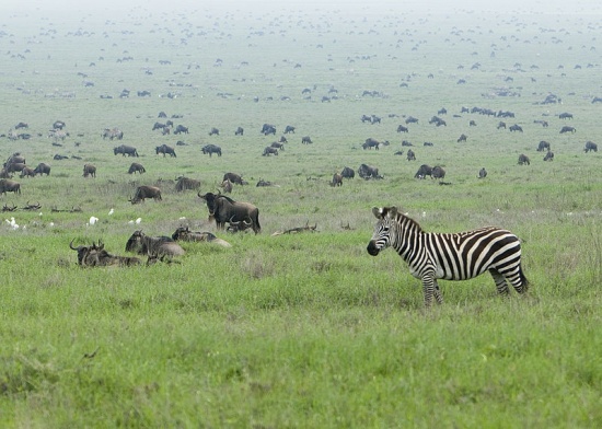Wildtiere im Serengeti-Park thumbnail