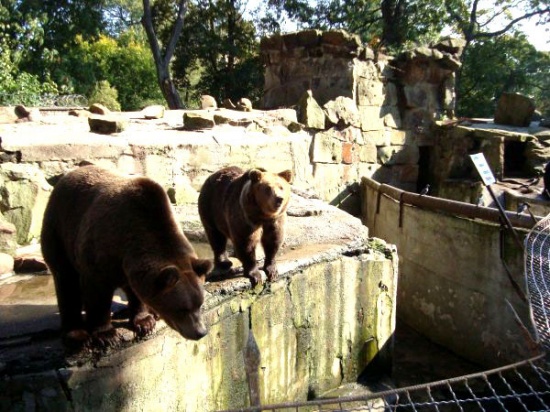Video über den Kaliningrader Zoo thumbnail