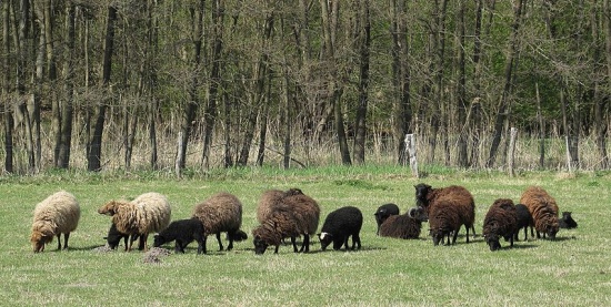 Skudden sind ideale Landschaftspfleger thumbnail